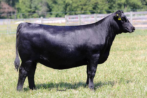 Linz Blackcap Dual 5244-9701